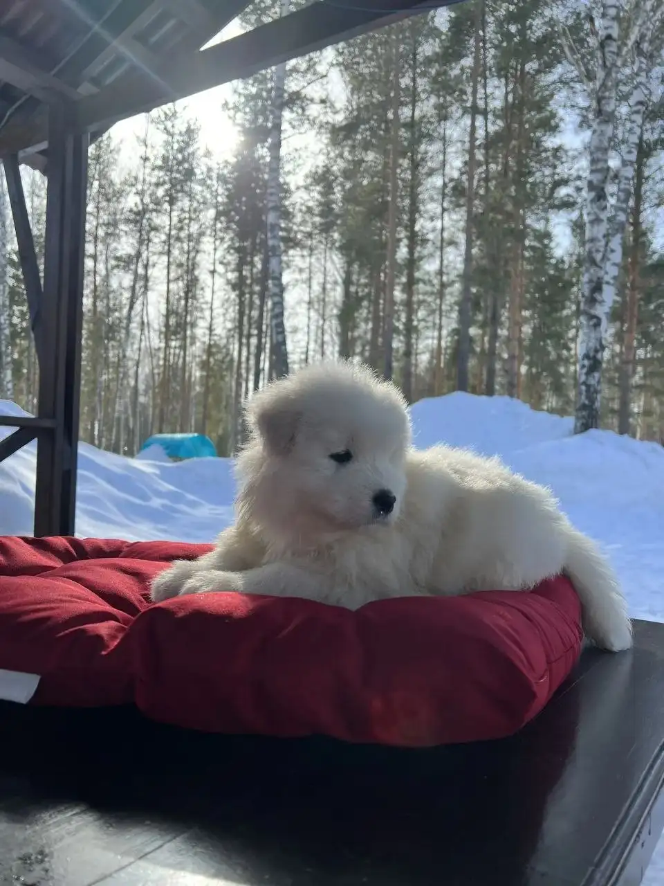 Щенок самоедской лайки от заводчика - Собаки (Животные) в Нижний Новгород