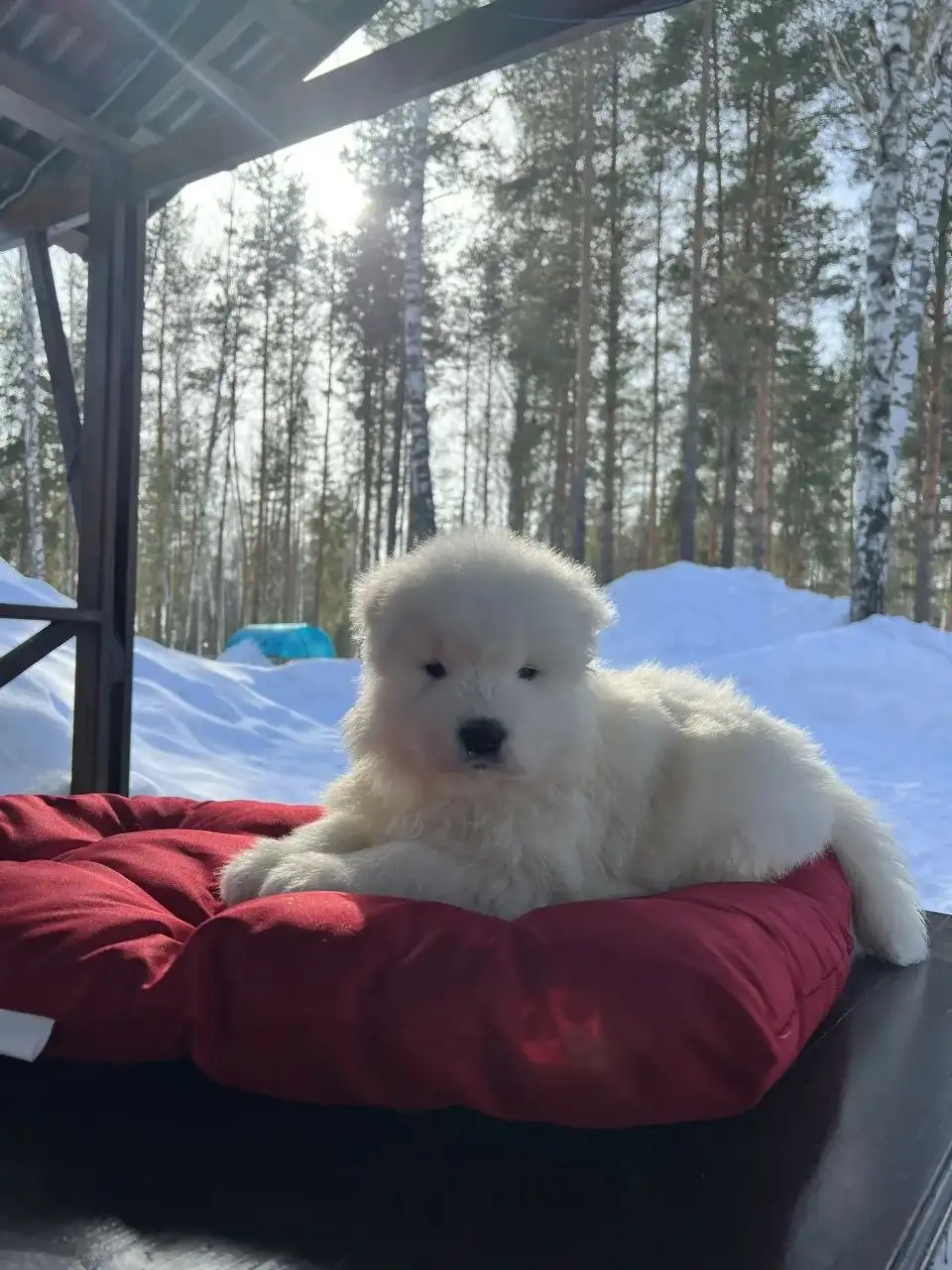 Щенок самоедской лайки от заводчика - Собаки (Животные) в Нижний Новгород