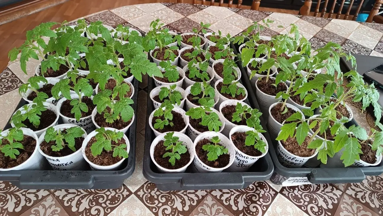 Рассада томатов и перцев в стаканчиках - Растения (Барахолка) в Нижний Новгород