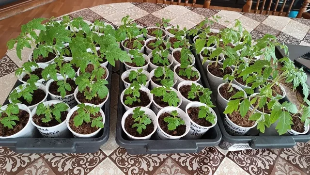 Рассада томатов и перцев в стаканчиках - частное объявление в Нижний Новгород