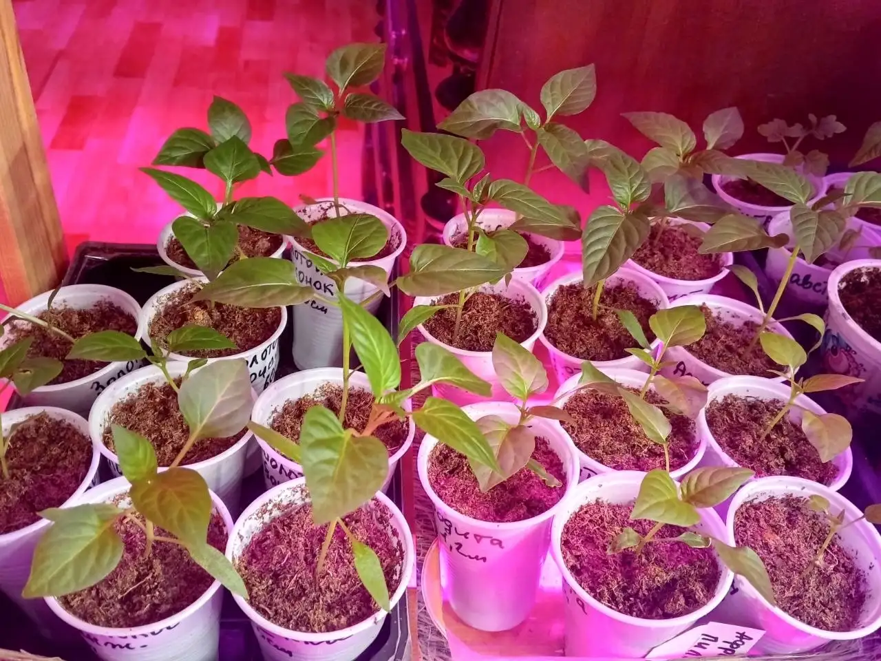 Рассада томатов и перцев в стаканчиках - Рассада (Для дома и дачи) в Нижний Новгород