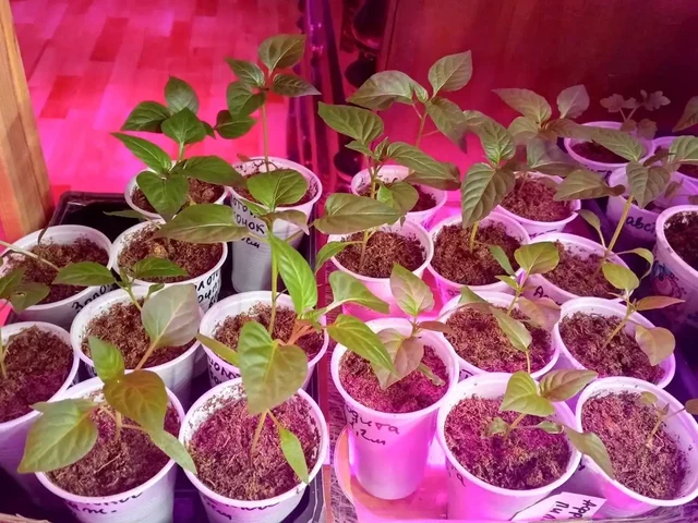 Рассада томатов и перцев в стаканчиках - Рассада в Нижний Новгород