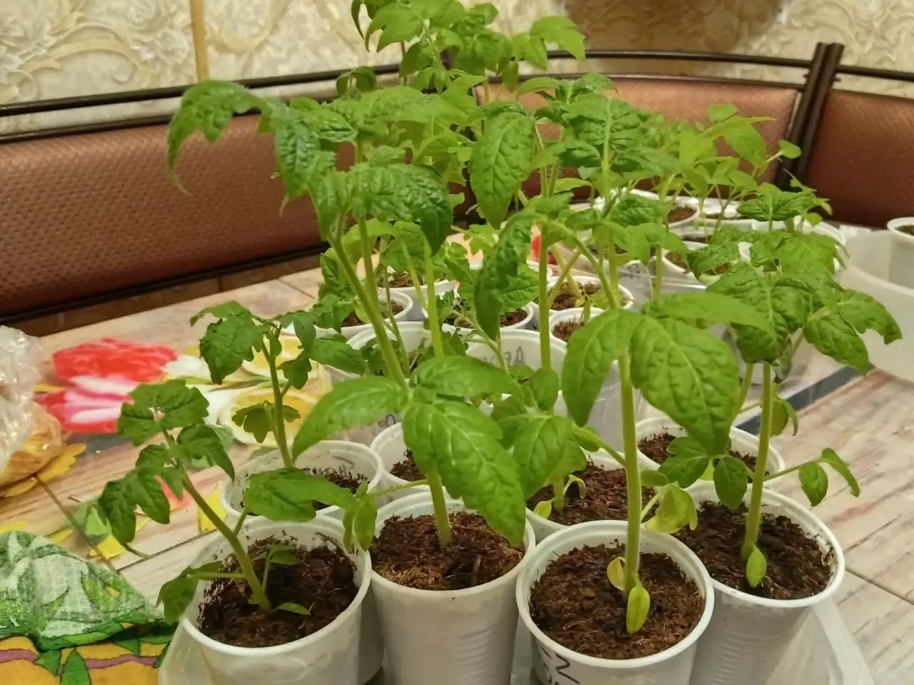 Рассада томатов и перцев в стаканчиках - Рассада (Для дома и дачи) в Нижний Новгород