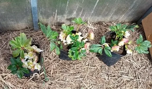 Морозник Кавказский - Барахолка в Нижний Новгород