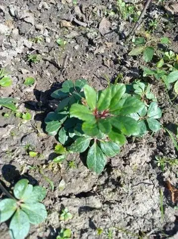 Морозник Кавказский - Растения (Барахолка) в Нижний Новгород