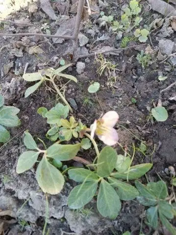 Морозник Кавказский - Растения (Барахолка) в Нижний Новгород