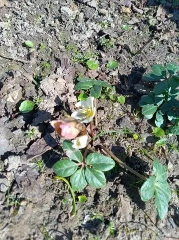 Морозник Кавказский - Растения (Барахолка) в Нижний Новгород