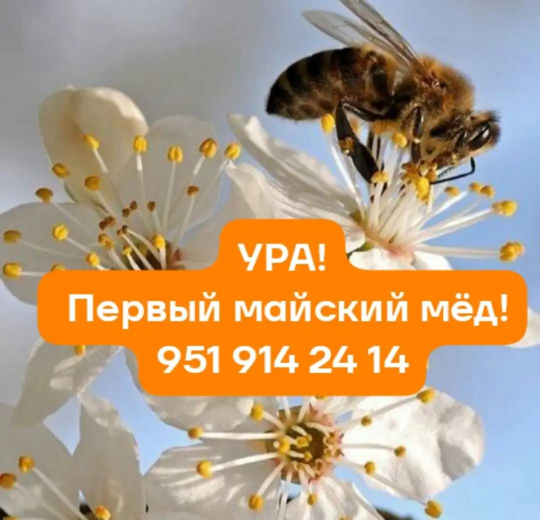Майский мед первого сбора - Мед (Продукты) в Нижний Новгород