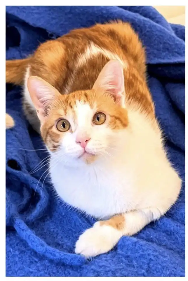 Поиск дома для кота Рыжика