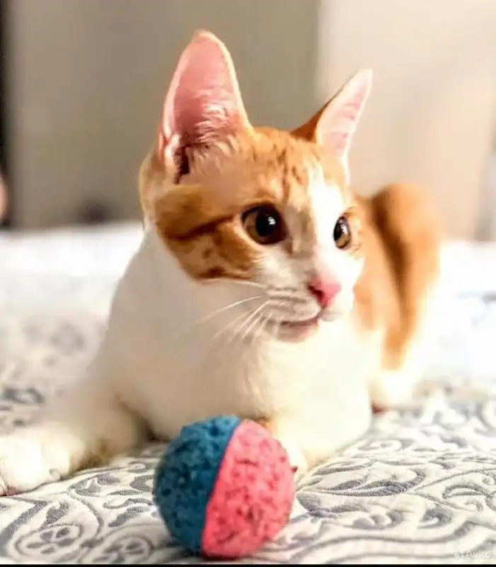 Поиск дома для кота Рыжика