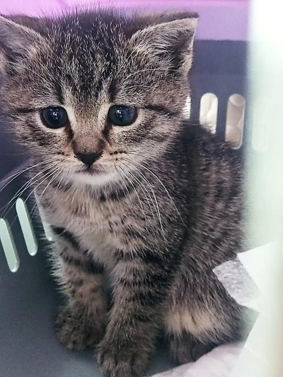 Маленький котенок ищет дом в Химках - Кошки (Животные) в Химки