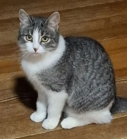 Ищет любящий дом ласковая кошечка в Химках - Одежда для животных в Химки