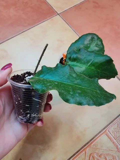 Укорененные черенки хойи versteegii - Хобби и отдых в Сходня