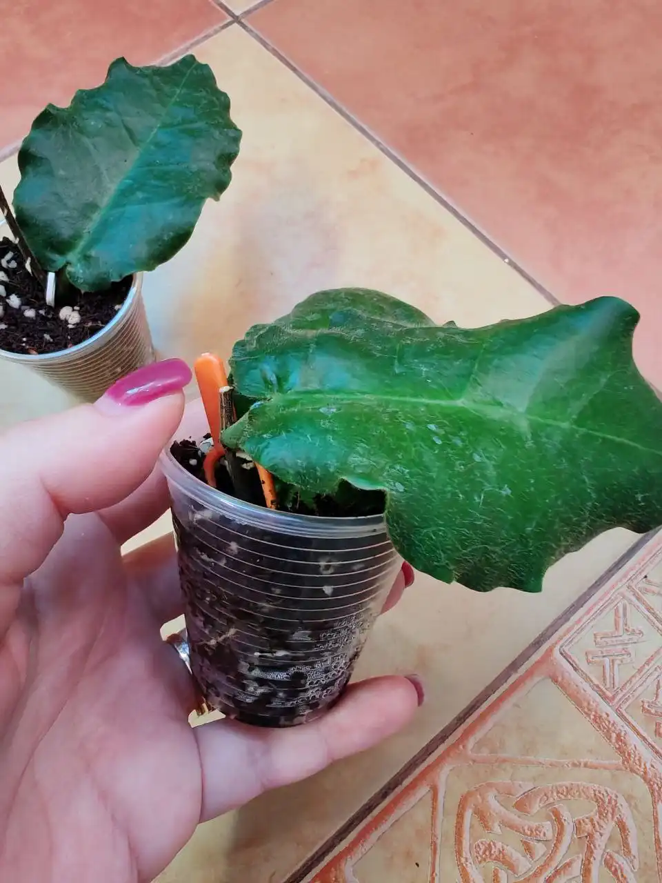 Укорененные черенки хойи versteegii - Растения (Хобби и отдых) в Сходня