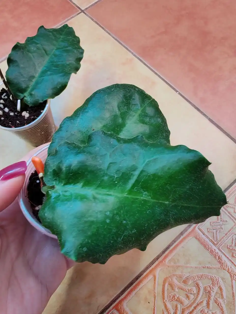 Укорененные черенки хойи versteegii - Растения (Хобби и отдых) в Сходня