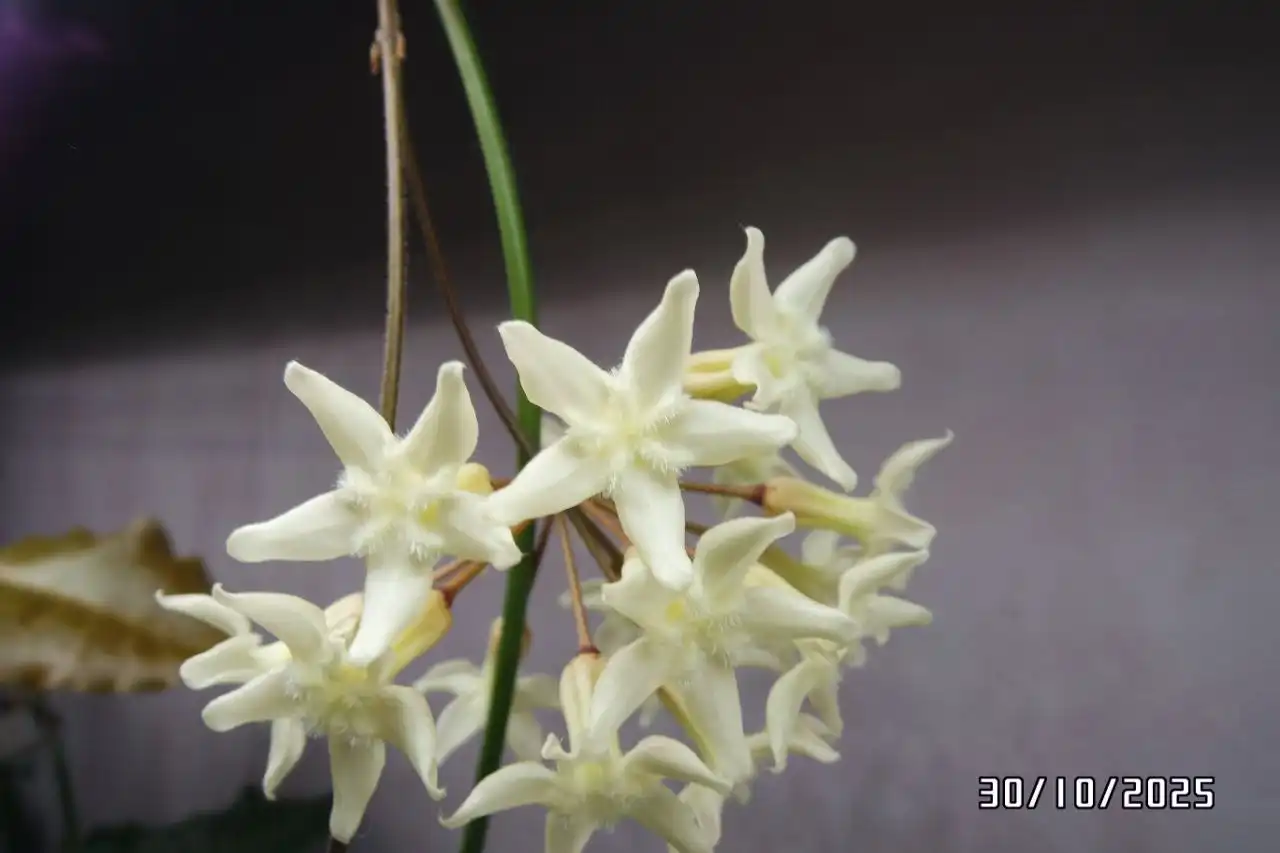 Укорененные черенки хойи versteegii - Растения (Хобби и отдых) в Сходня