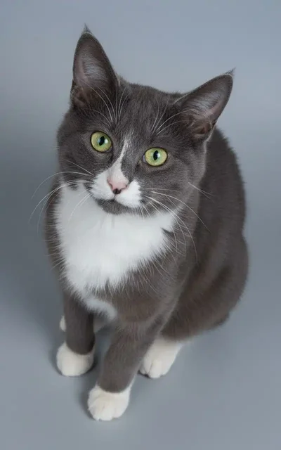 Ищет дом очаровательная кошечка - Одежда для животных в Химки