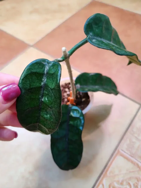 Хойя Villosa Cao Dang Vietnam с двумя узлами - частное объявление в Химки