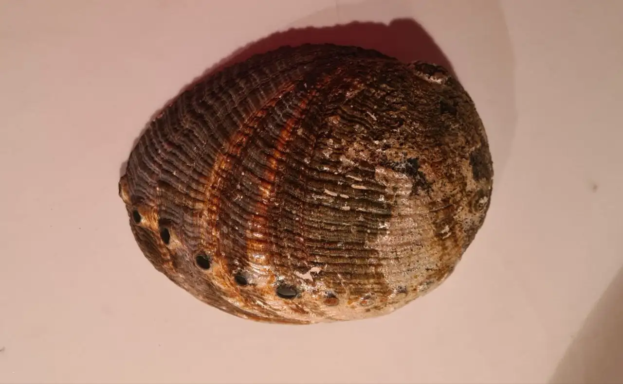 Продам ракушку Абалон 15×12×5см - Коллекционирование (Хобби и отдых) в Химки