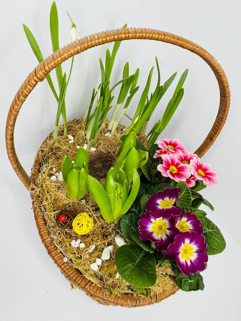 Композиция из луковичных и первоцветов - Растения и садоводство (Хобби и отдых) в Химки