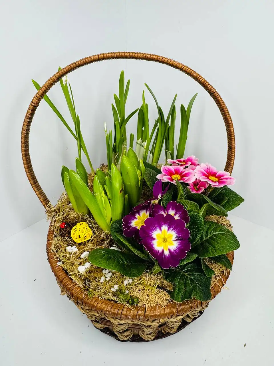 Композиция из луковичных и первоцветов - Растения и садоводство (Хобби и отдых) в Химки