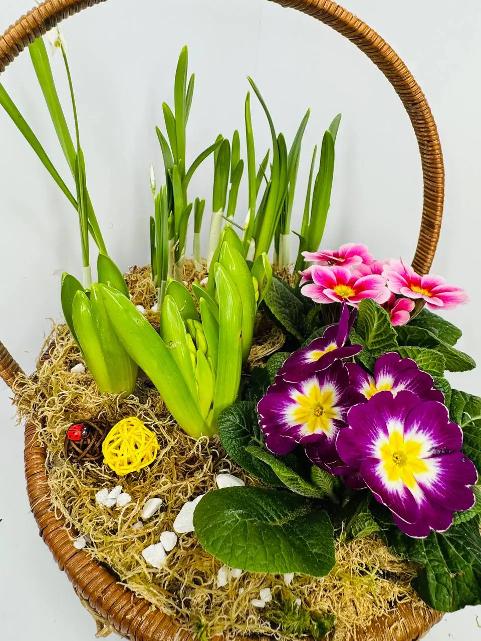 Композиция из луковичных и первоцветов - Растения и садоводство (Хобби и отдых) в Химки