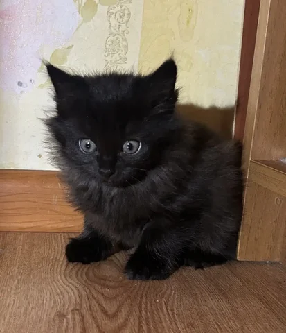 Котёнок ищет дом - Животные в Химки