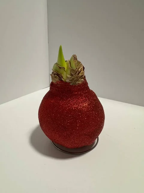 Амариллисы в воске для 8 марта - Билеты в Химки