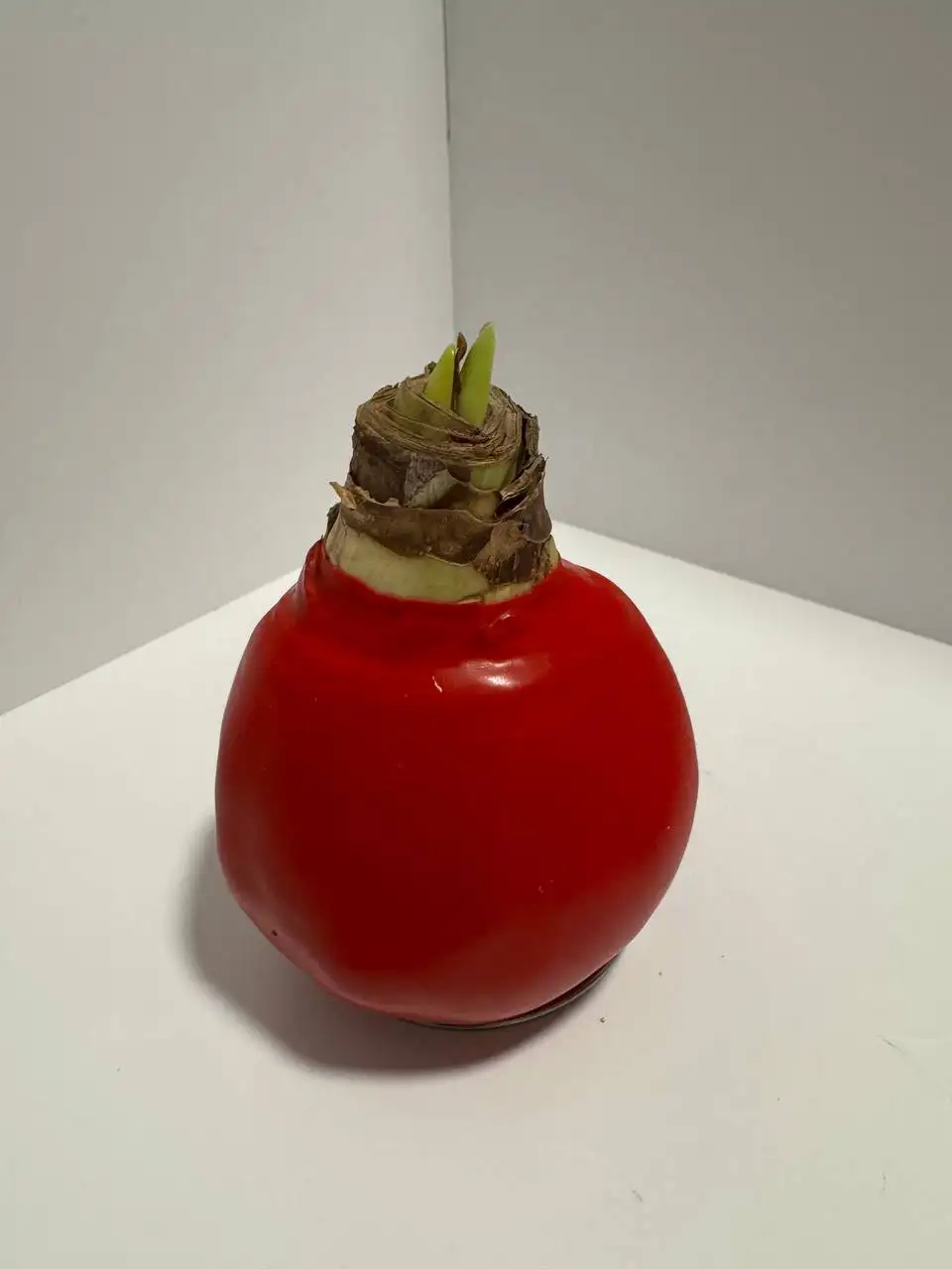 Амариллисы в воске для 8 марта - Растения (Хобби и отдых) в Химки