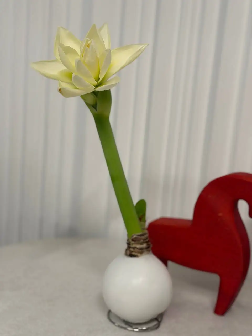 Амариллисы в воске для 8 марта - Растения (Хобби и отдых) в Химки