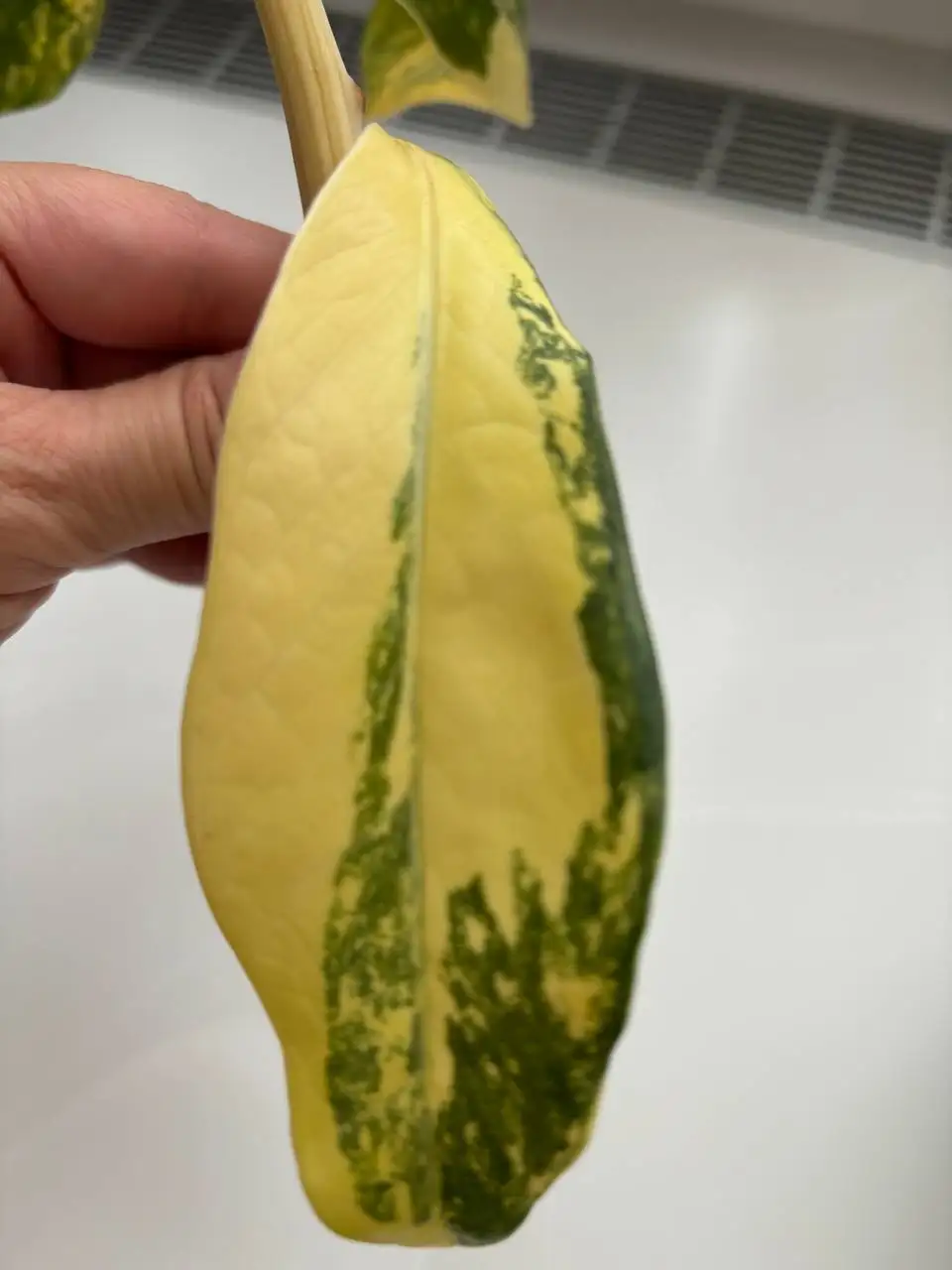 Веточка замиокулькаса вариегатного Лонг Лив с корешками - Комнатные растения (Хобби и отдых) в Сходня