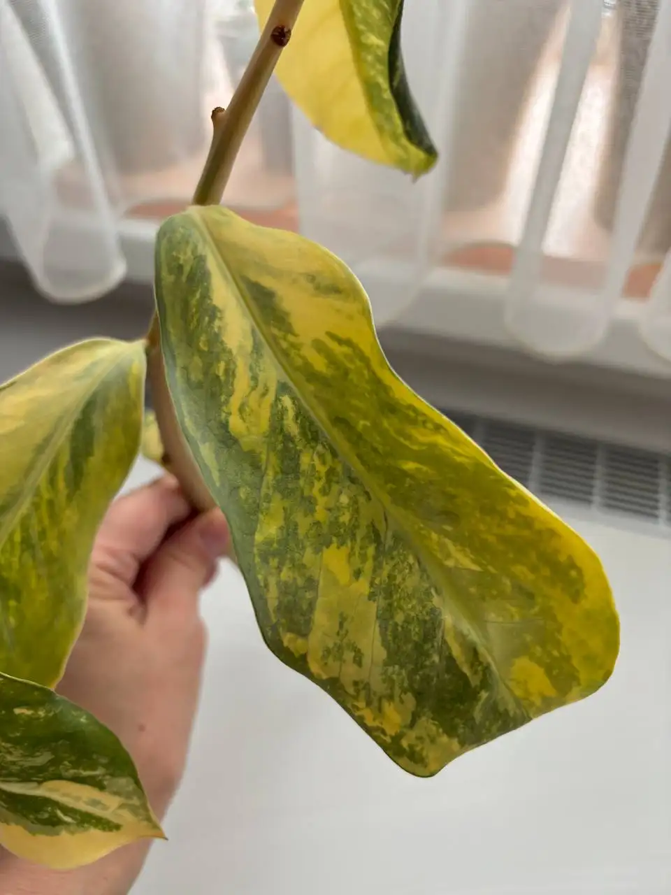 Веточка замиокулькаса вариегатного Лонг Лив с корешками - Комнатные растения (Хобби и отдых) в Сходня