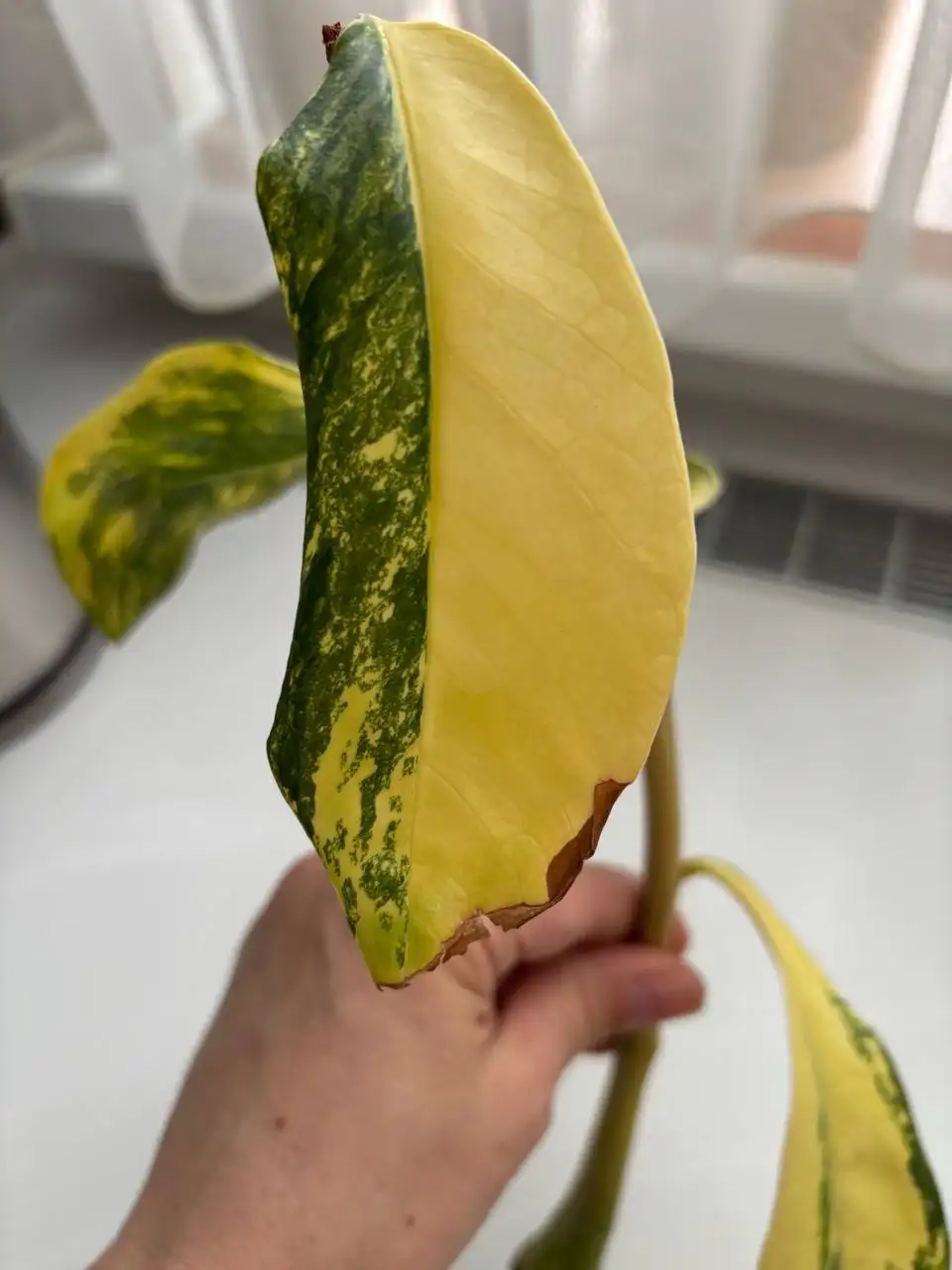 Веточка замиокулькаса вариегатного Лонг Лив с корешками - Комнатные растения (Хобби и отдых) в Сходня