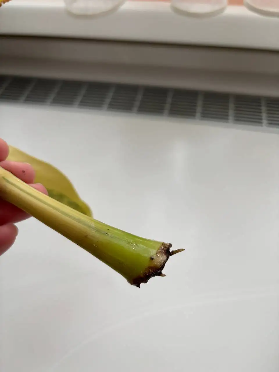 Веточка замиокулькаса вариегатного Лонг Лив с корешками - Комнатные растения (Хобби и отдых) в Сходня