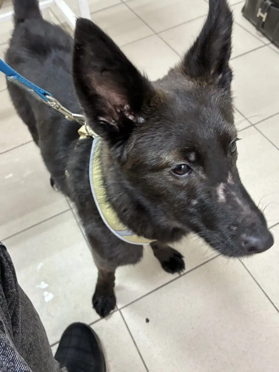 Девочка метис ищет дом - Собаки (Животные) в Химки