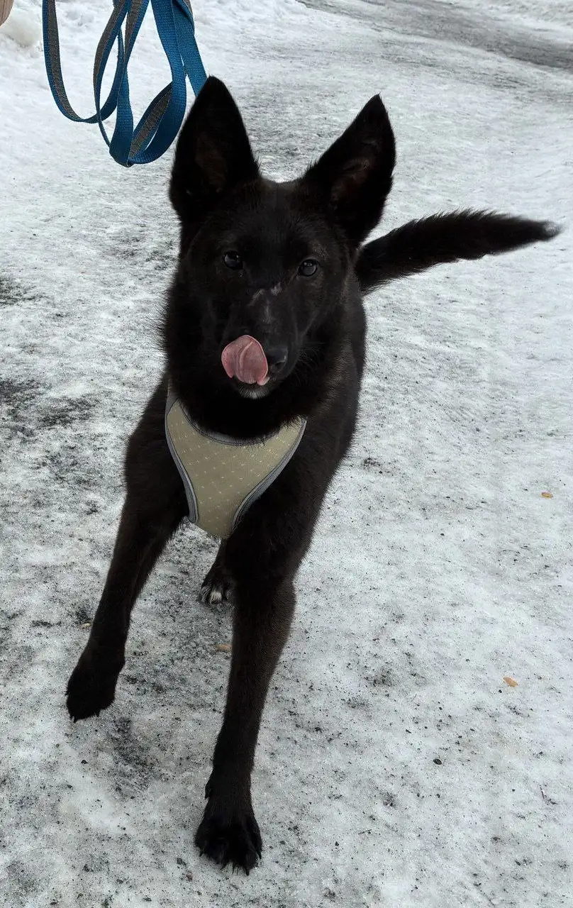 Девочка метис ищет дом - Собаки (Животные) в Химки