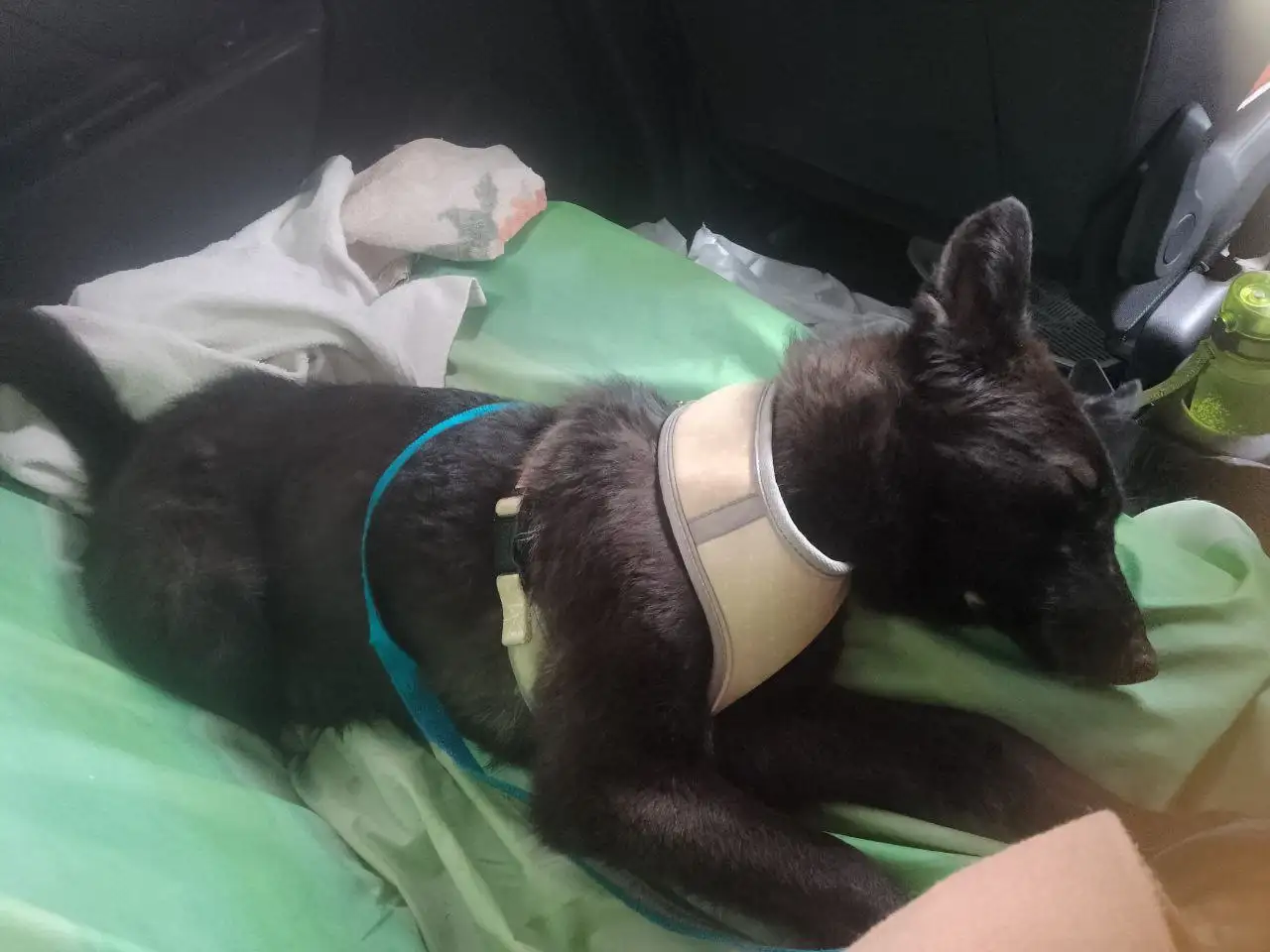 Девочка метис ищет дом - Собаки (Животные) в Химки