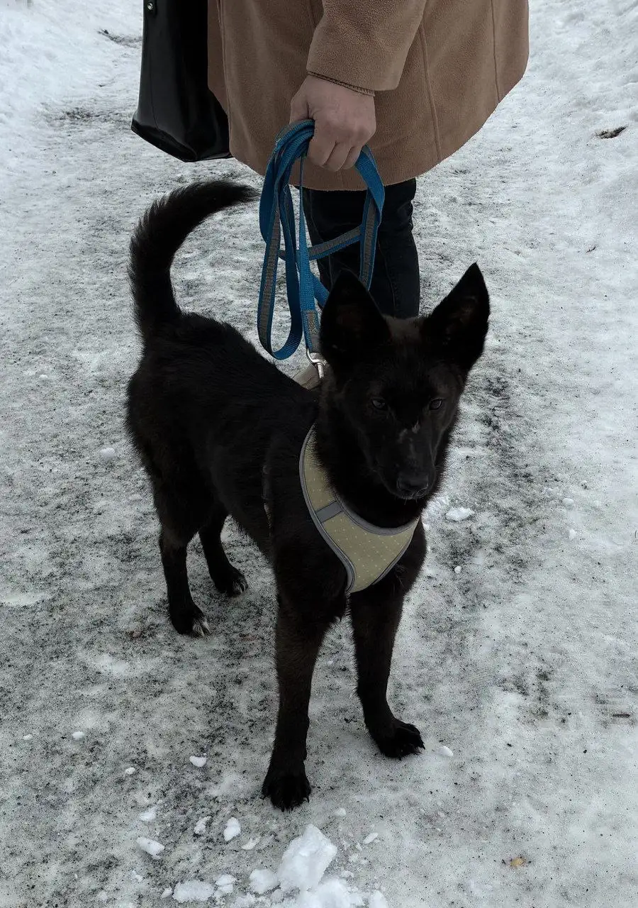 Девочка метис ищет дом - Собаки (Животные) в Химки