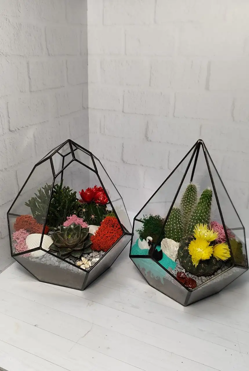 Флорариумы с живыми растениями к 8 марта - Растения (Хобби и отдых) в Химки