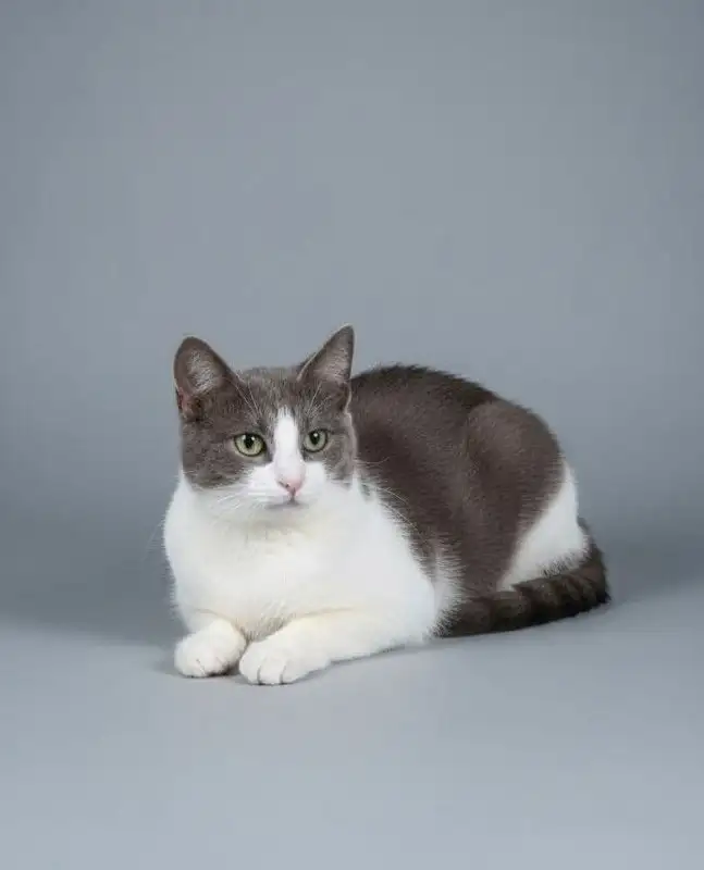 Кошка ищет дом в Химках - Кошки (Животные) в Химки