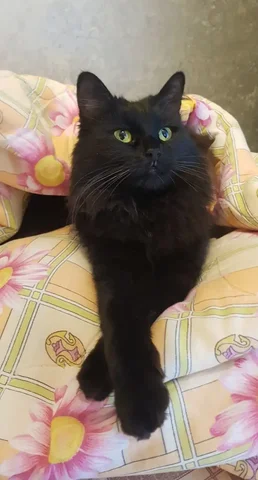 Отдам в добрые руки кошечку - частное объявление в Химки