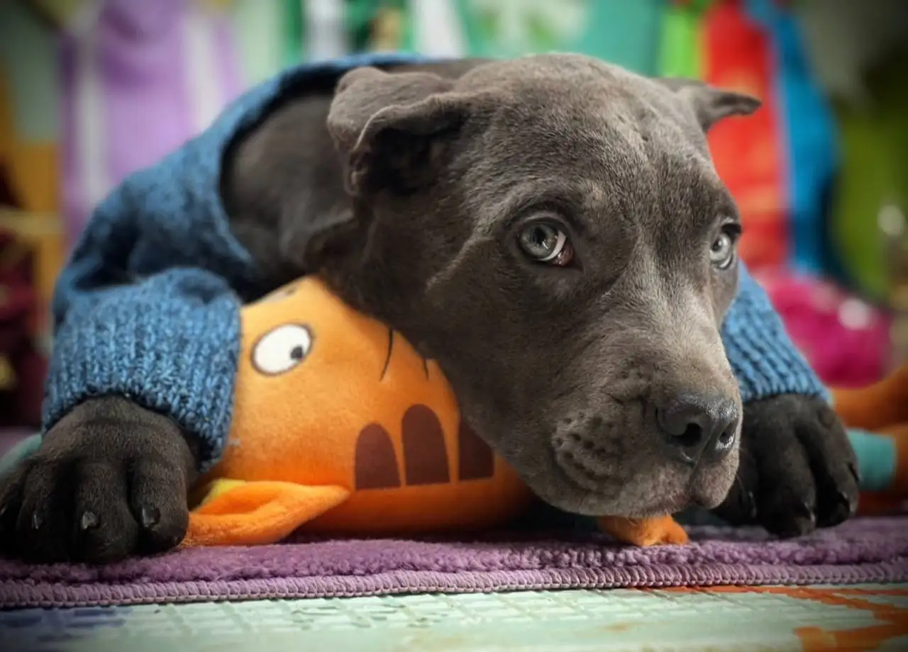 Щенок кане-корсо от чемпионов России - Собаки (Животные) в Химки