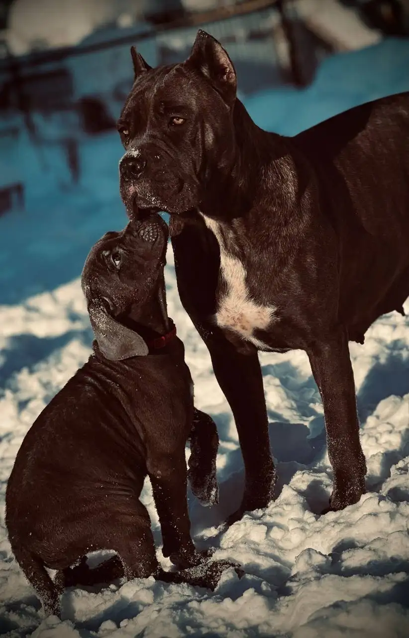 Щенок кане-корсо от чемпионов России - Собаки (Животные) в Химки