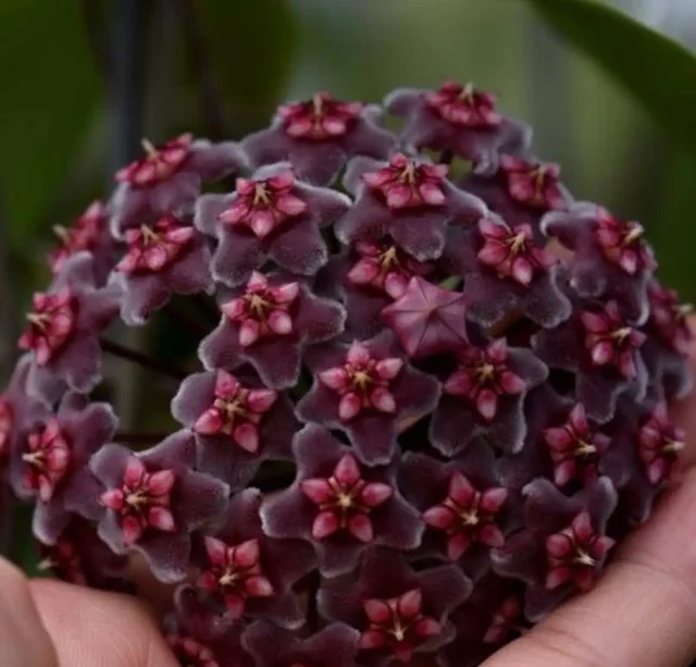 Хойя Pubicalyx Chimera - Настольные игры в Химки