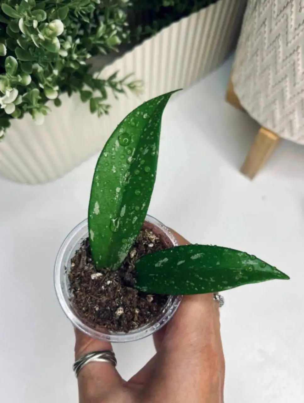 Хойя Pubicalyx Chimera - Комнатные растения (Хобби и отдых) в Химки