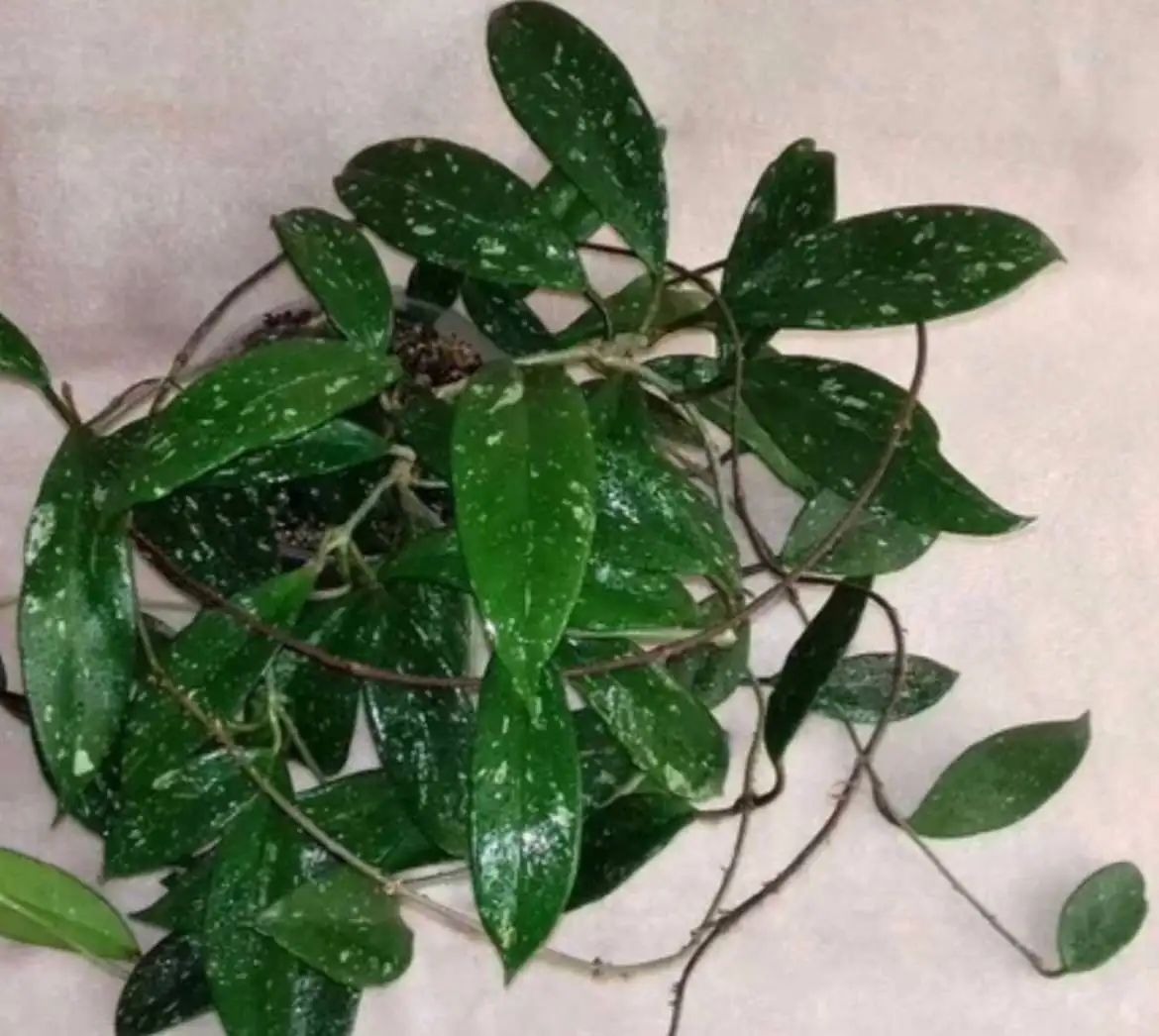 Хойя Pubicalyx Chimera - Комнатные растения (Хобби и отдых) в Химки