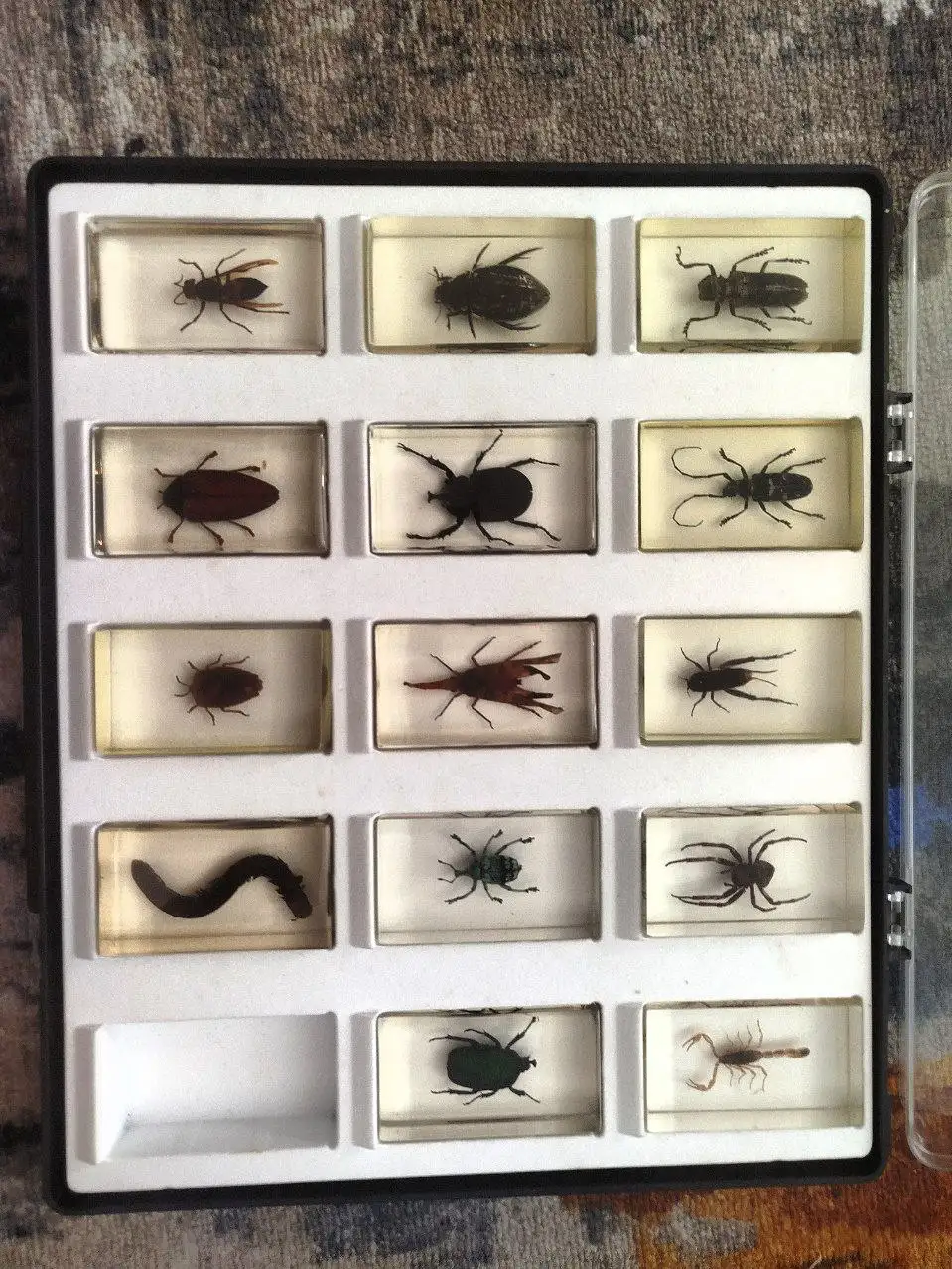 Набор жуков в эпоксидной смоле - Коллекционирование (Хобби и отдых) в Химки