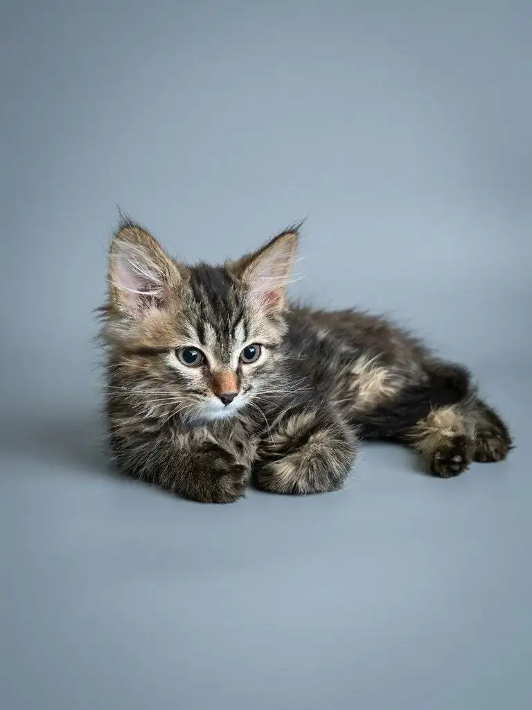 Котёнок мальчик ищет дом в Химках - Кошки (Животные) в Химки