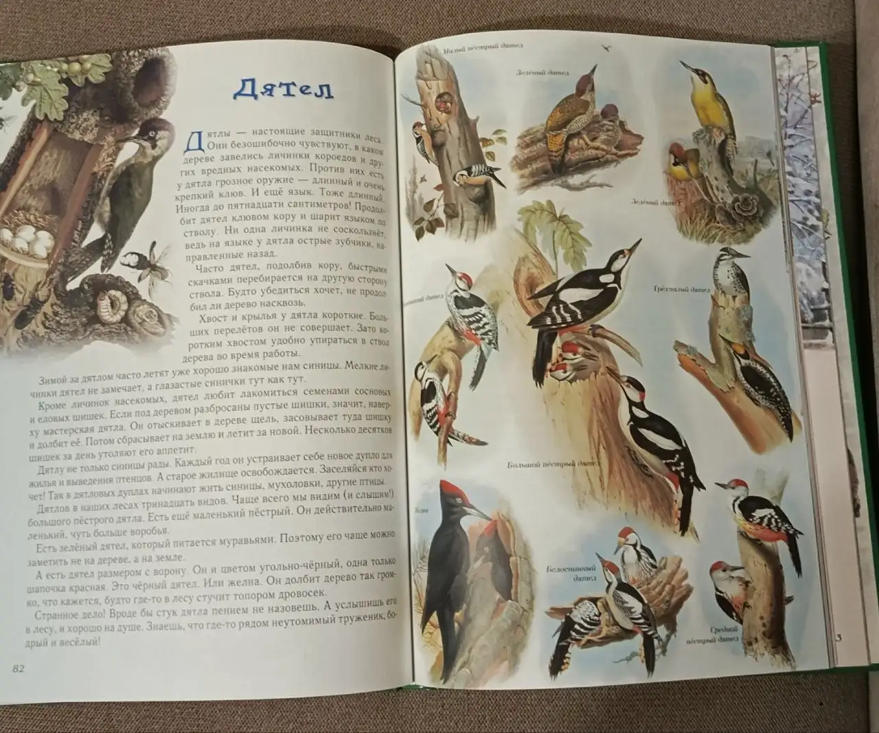 Книга Прогулки по лесу Махотин С.А. - Книги (Барахолка) в Химки