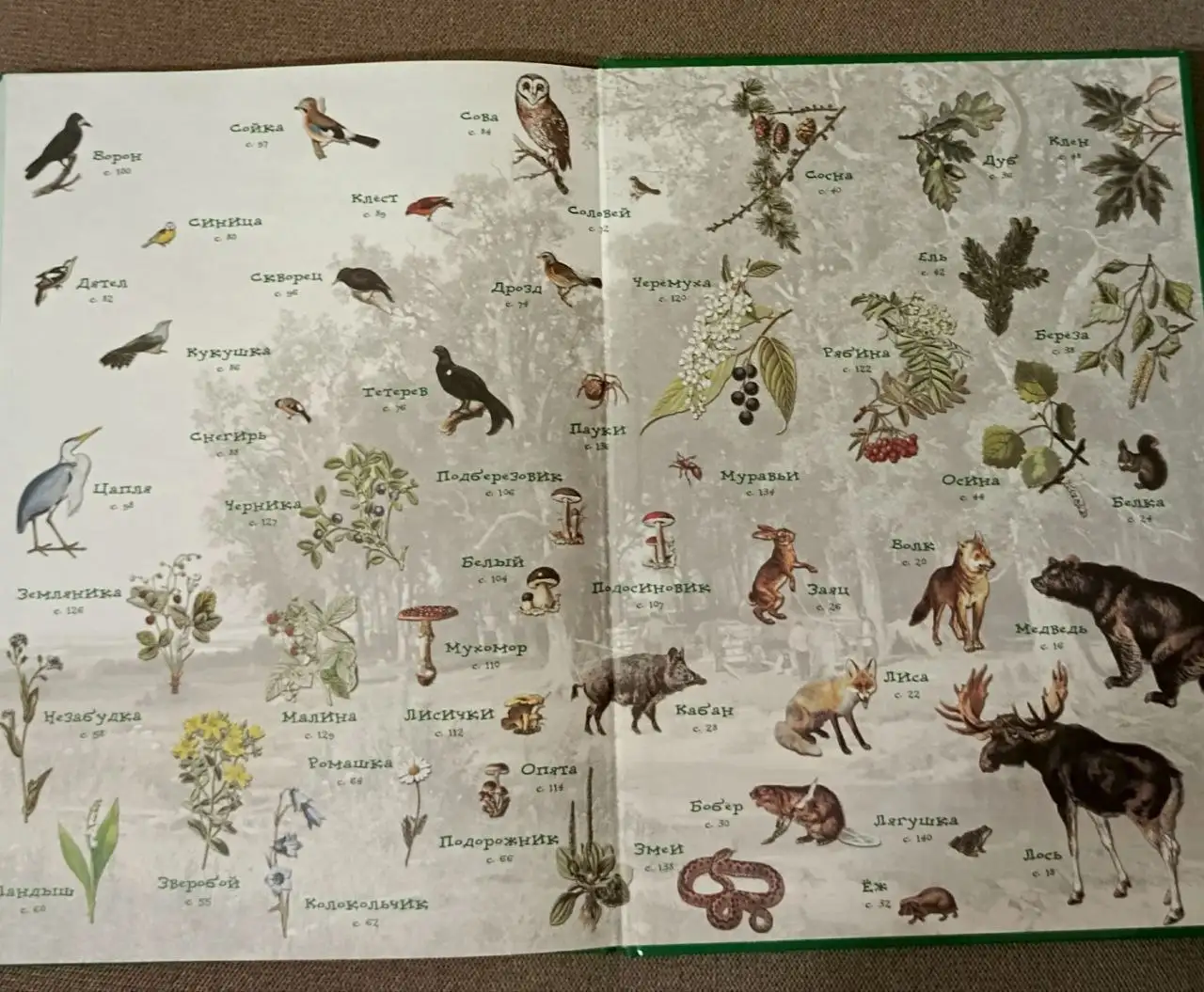 Книга Прогулки по лесу Махотин С.А. - Книги (Барахолка) в Химки